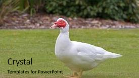  Presentation with art white gray grey - Cool new slides with green grass in tasmania australia backdrop and a gold colored foreground