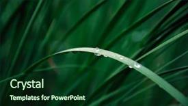  Presentation with water plant - Audience pleasing PPT layouts consisting of green grass in the sun backdrop and a forest green colored foreground