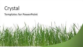  Presentation with white green - Cool new slides with green grass isolated on white backdrop and a white colored foreground
