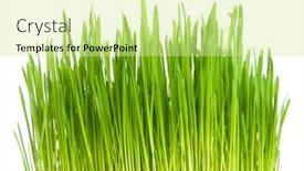  Presentation with white green - Amazing presentation theme having green-grass-isolated-on-white backdrop and a soft green colored foreground