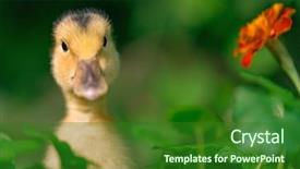  Presentation with yellow green - Slide set having green grass newly hatch background and a forest green colored foreground