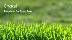  Presentation with green and purple mardi gras - Cool new presentation theme with green grass on green background backdrop and a tawny brown colored foreground