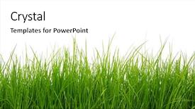  Presentation with white green - Presentation theme featuring green grass on white background background and a  colored foreground