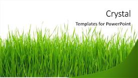  Presentation with white green - Theme featuring green grass on white background background and a  colored foreground