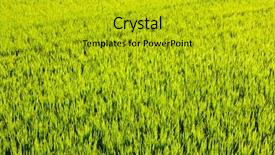  Presentation with organic rice - Cool new presentation theme with green grass rice cereal field backdrop and a gold colored foreground