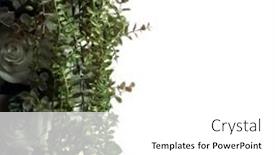  Presentation with wedding roses - Slide deck with green-grass-wedding-decoration-white background and a white colored foreground