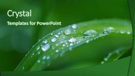  Presentation with water drop green planet - PPT theme enhanced with green grass with dew drops background and a forest green colored foreground