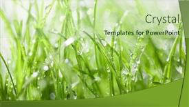  Presentation with dew - Amazing PPT theme having green-grass-with-drops backdrop and a mint green colored foreground