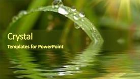  Presentation with green nature - Colorful presentation enhanced with green grass with raindrops background backdrop and a tawny brown colored foreground