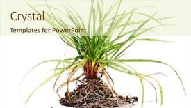  Presentation with growth - Cool new theme with green grass with roots growth backdrop and a soft green colored foreground