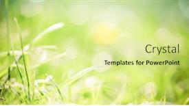  Presentation with mindfulness green - Audience pleasing PPT theme consisting of green-grass-with-very-shallow backdrop and a blonde colored foreground