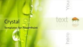  Presentation with water drops - Amazing PPT theme having green grass with water drops backdrop and a yellow colored foreground