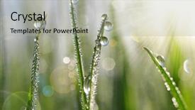  Presentation with water rain drop hanging on a fresh green leaf - Audience pleasing theme consisting of green grass with water drops backdrop and a  colored foreground