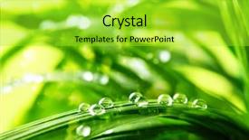  Presentation with water drops - Slide deck featuring green grass with water drops background and a yellow colored foreground