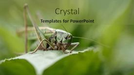  Presentation with green nature - Presentation with green-grasshopper-in-the-grass background and a gold colored foreground