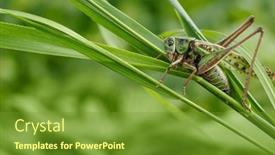  Presentation with insect - PPT layouts consisting of green-grasshopper-in-the-grass background and a tawny brown colored foreground