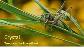  Presentation with insect - Presentation theme having green-grasshopper-in-the-grass background and a tawny brown colored foreground