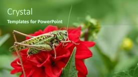  Presentation with green nature - Theme with green-grasshopper-in-the-grass background and a tawny brown colored foreground