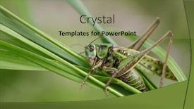  Presentation with insect - Presentation theme featuring green-grasshopper-in-the-grass background and a mint green colored foreground