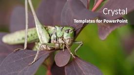  Presentation with insect - Presentation design consisting of green-grasshopper-in-the-grass background and a gray colored foreground