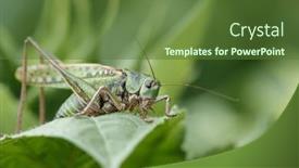  Presentation with insect - Presentation theme having green-grasshopper-in-the-grass background and a tawny brown colored foreground