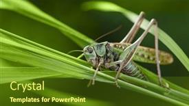  Presentation with insect - Theme with green-grasshopper-in-the-grass background and a tawny brown colored foreground