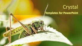  Presentation with green nature - Presentation theme featuring green-grasshopper-in-the-grass background and a tawny brown colored foreground