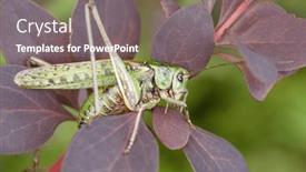  Presentation with green nature - Presentation design consisting of green-grasshopper-in-the-grass background and a gray colored foreground