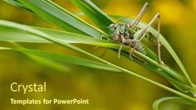  Presentation with insect - Presentation enhanced with green-grasshopper-in-the-grass background and a tawny brown colored foreground