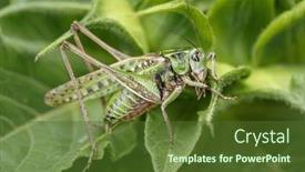  Presentation with insect - PPT theme consisting of green-grasshopper-in-the-grass background and a tawny brown colored foreground