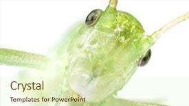  Presentation with earth science green and white - PPT theme enhanced with green grasshopper isolated on white background and a soft green colored foreground