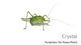  Presentation with white green - Presentation having green-grasshopper-on-a-white background and a white colored foreground