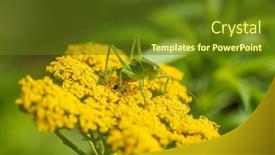  Presentation with green - Slide deck with green-grasshopper-on-the-yarrow background and a tawny brown colored foreground