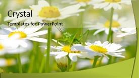  Presentation with white green - Presentation having green grasshopper on white camomiles background and a yellow colored foreground