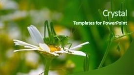  Presentation with green and white - Beautiful presentation theme featuring green grasshopper on white camomiles backdrop and a forest green colored foreground