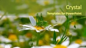  Presentation with white green - Amazing PPT layouts having green grasshopper on white camomiles backdrop and a tawny brown colored foreground