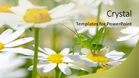  Presentation with white green - Audience pleasing presentation theme consisting of green grasshopper on white camomiles backdrop and a soft green colored foreground
