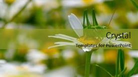  Presentation with white green - Amazing PPT layouts having green grasshopper on white camomiles backdrop and a gold colored foreground