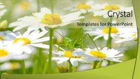  Presentation with white and green generic - Audience pleasing PPT layouts consisting of green grasshopper on white camomiles backdrop and a soft green colored foreground