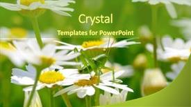  Presentation with white and green - Beautiful PPT layouts featuring green grasshopper on white camomiles backdrop and a tawny brown colored foreground