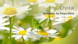  Presentation with white and green generic - Cool new slides with green-grasshopper-on-white-camomiles backdrop and a soft green colored foreground