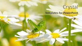  Presentation with earth science green and white - Amazing theme having green-grasshopper-on-white-camomiles backdrop and a yellow colored foreground