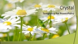  Presentation with green and white - Colorful slide set enhanced with green grasshopper on white camomiles backdrop and a soft green colored foreground