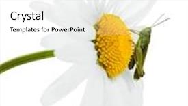 Presentation with chamomile - Amazing slide deck having green grasshopper sitting on a chamomile backdrop and a white colored foreground