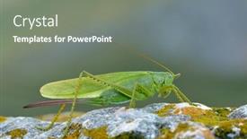  Presentation with green - Slide set consisting of green-grasshopper-tettigonia-viridissima-sitting background and a gray colored foreground