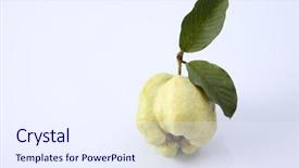  Presentation with guava - Presentation design featuring green guava on the white background and a  colored foreground