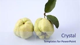  Presentation with guava - Slide set having green guava on the white background and a  colored foreground