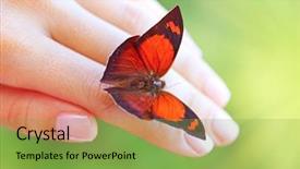  Presentation with butterfly - Cool new presentation theme with green hands - beautiful colorful butterfly sitting backdrop and a seafoam green colored foreground