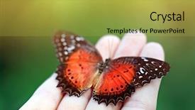  Presentation with trainee nurse sitting by female - PPT theme with green hands - beautiful colorful butterfly sitting background and a yellow colored foreground