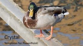  Presentation with duck - Colorful PPT theme enhanced with green headed duck standin in a wood bar with reflections in the water backdrop and a mint green colored foreground